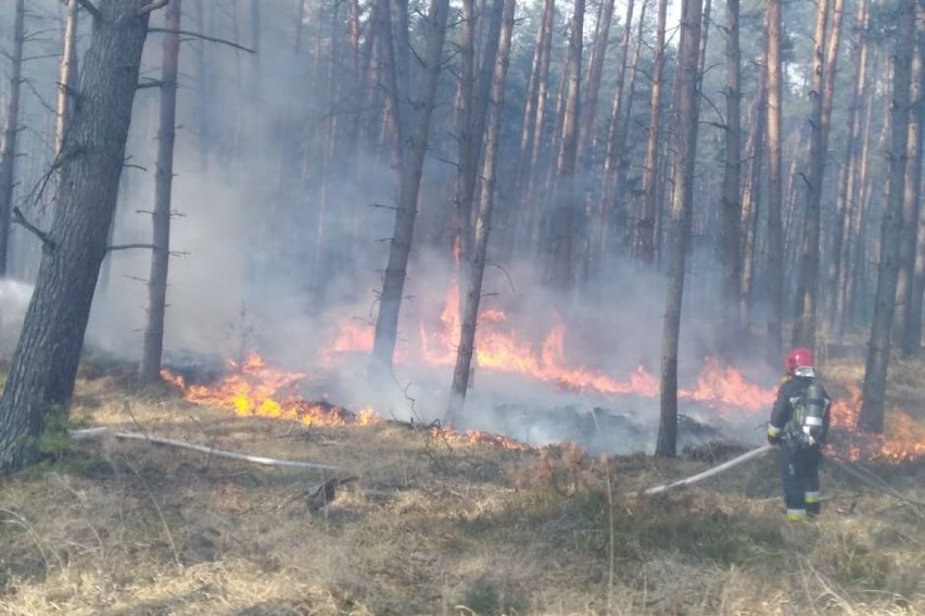 Goleniów i okolice: Najwyższy stopień zagrożenia pożarowego w lasach