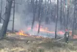 Goleniów i okolice: Najwyższy stopień zagrożenia pożarowego w lasach