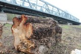 Postępowanie RDOŚ w sprawie wycinek na Kępie Bazarowej w Toruniu zostało umorzone. Ekolodzy zapowiadają odwołanie