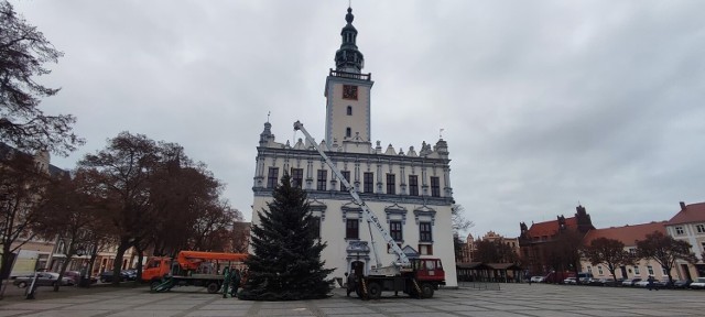 Na starówce w Chełmnie pracownicy ustawiają świąteczne drzewko