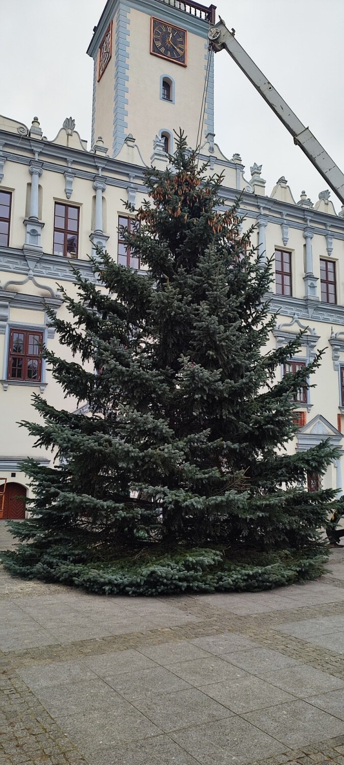 Na starówce w Chełmnie pracownicy ustawiają świąteczne...