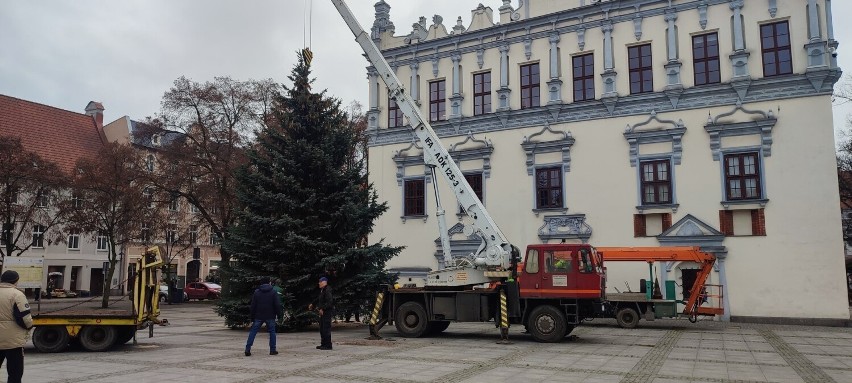 Na starówce w Chełmnie pracownicy ustawiają świąteczne...