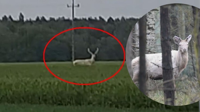 To ten sam biały jeleń z Olesna, tylko wyrosło mu okazałe...