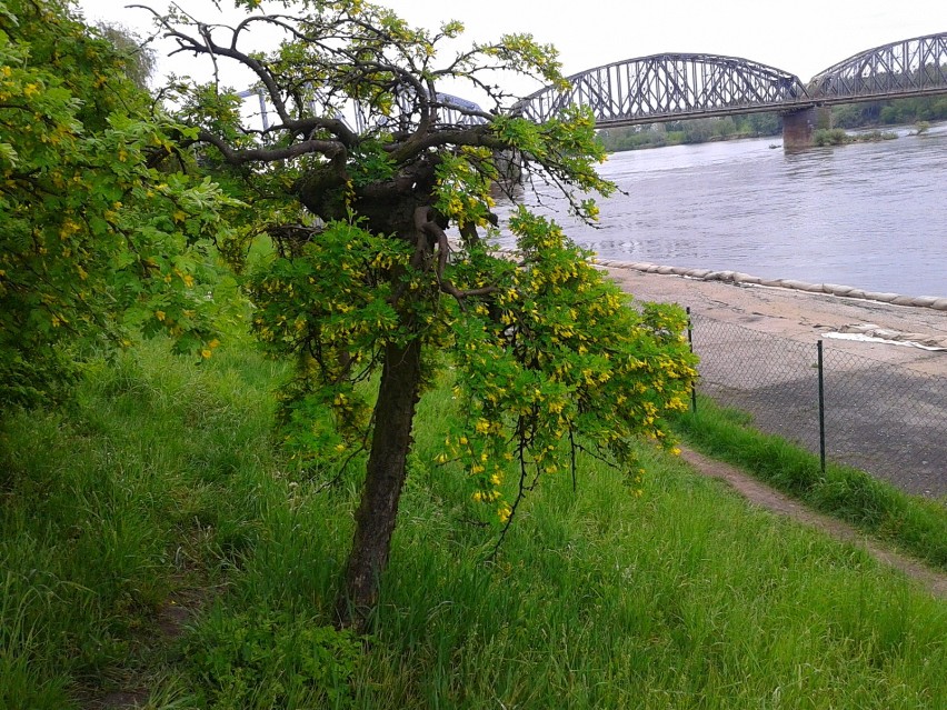 Toruń - Bulwar Filadelfijski w otoczeniu soczystej zieleni majowej