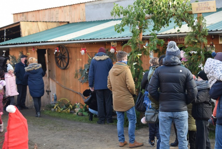 Pawłowo koło Czerniejewa. Największa żywa szopka w Polsce wzbudza podziw zwiedzających [FOTO]