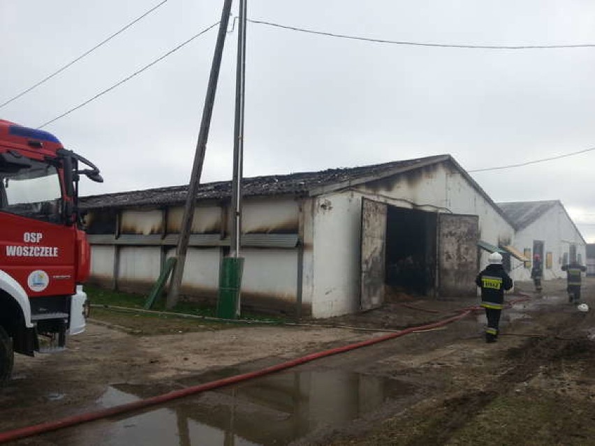 Pożar fermy indyków w Stradunach koło Ełku