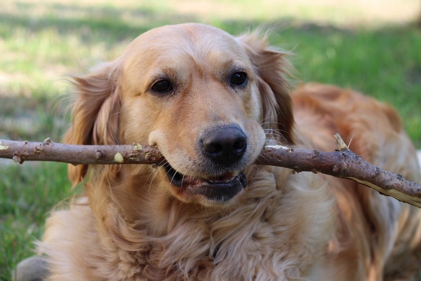 Golden Retriever to pies rodzinny...