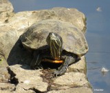 Żółw wygrzewał się w słońcu nad stawem w Parku Róż w samym centrum Gorzowa. Zobacz fotki dumnego gada