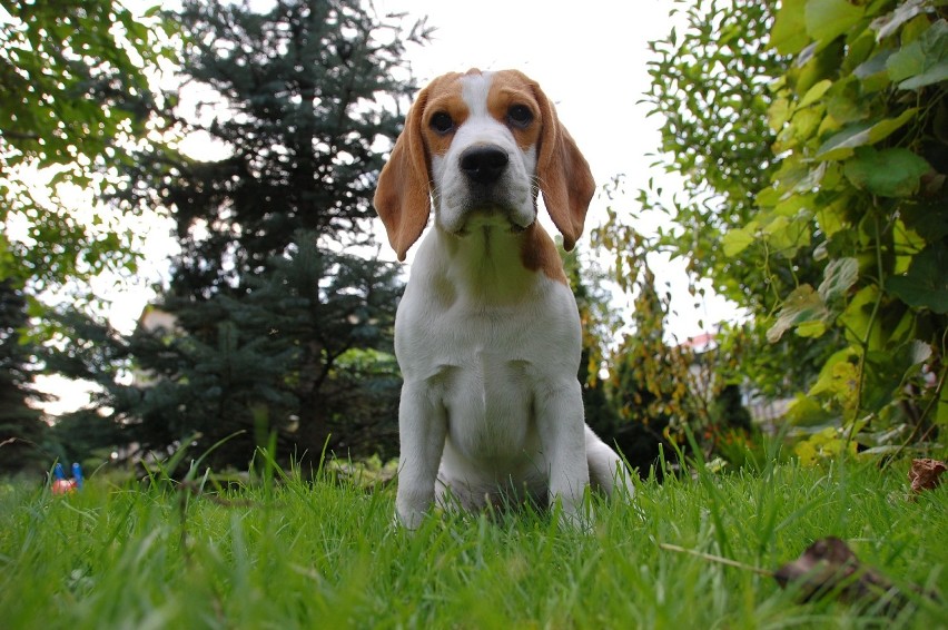 Ostatnią prezentowaną rasą jest beagle. Ta rasa budzi trochę...