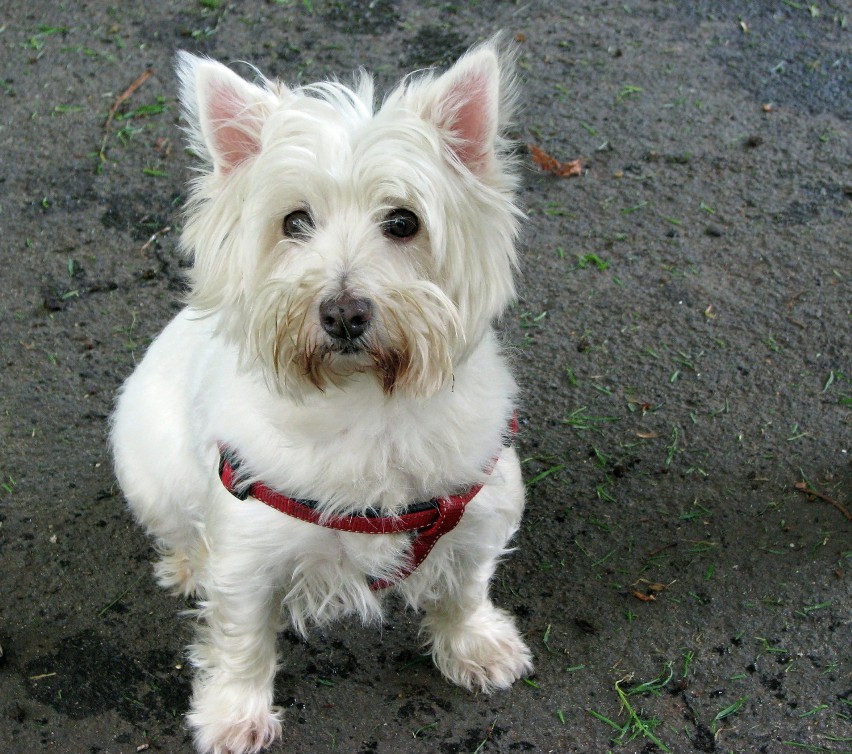West highland white terrier również nadaje się dla rodzin z...