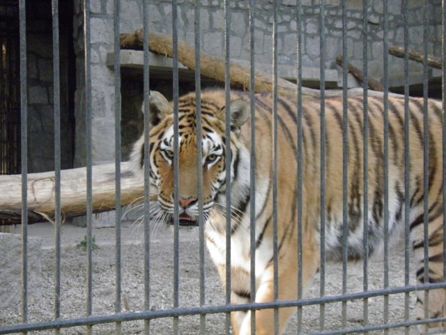 chorzowskie zoo