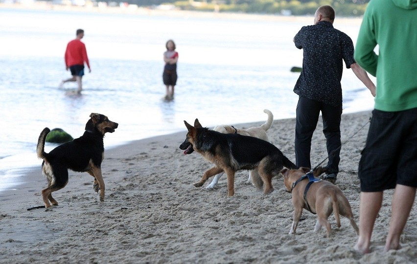 Psia plaża w Gdyni. To wymarzone miejsce dla czworonogów i ich właścicieli [ZDJĘCIA Z PLAŻY]