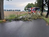 Kilka wiatrołomów w powiecie malborskim, więc ostatecznie pogoda była łaskawa. Tygodniowy raport Komendy Powiatowej PSP w Malborku