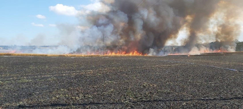 Pożar pola ze zbożem na pniu w Sulicicach - 9 sierpnia 2022 r.