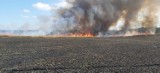 Pożar w Sulicicach: spłonęły hektary pola ze zbożem na pniu | ZDJĘCIA, NADMORSKA KRONIKA POLICYJNA
