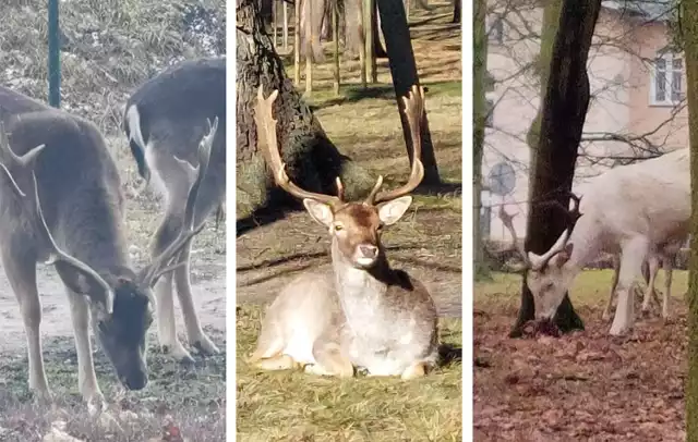 Daniele na dobrze rozgościły się w Grudziądzu i stały się jedną z atrakcji turystycznych miasta A nasi czytelnicy chętnie je fotografują.  Zobaczcie zdjęcia czytelników portali www.pomorska.pl oraz grudziadz.naszemiasto.pl>>>>>