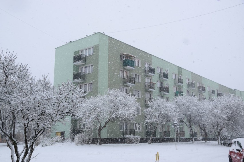 Chełm. Biały puch przykrył drzewa, ulice i trawniki. Zobacz jak wygląda chełmskie osiedle XXX-lecia w zimowej szacie 