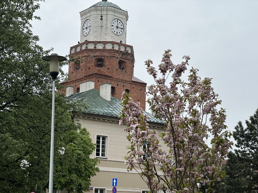 Plac Kazimierza Wielkiego w Wieluniu w kwiatowej odsłonie 