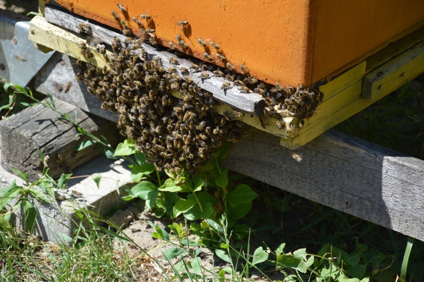 Święto pszczoły w Lubuskiem. Co, gdzie, kiedy będzie się działo? Program i rozmowa z  właścicielem gospodarstwa pszczelarskiego w Sulęcinie