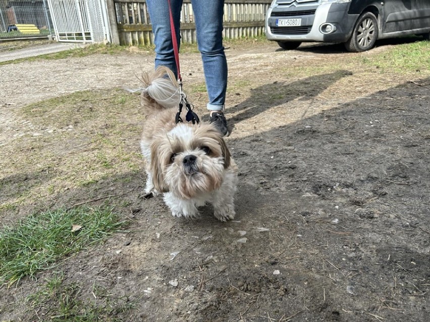 Akcja darmowego czipowania psów i kotów w Radomsku. Kolejne zwierzaki zaczipowane