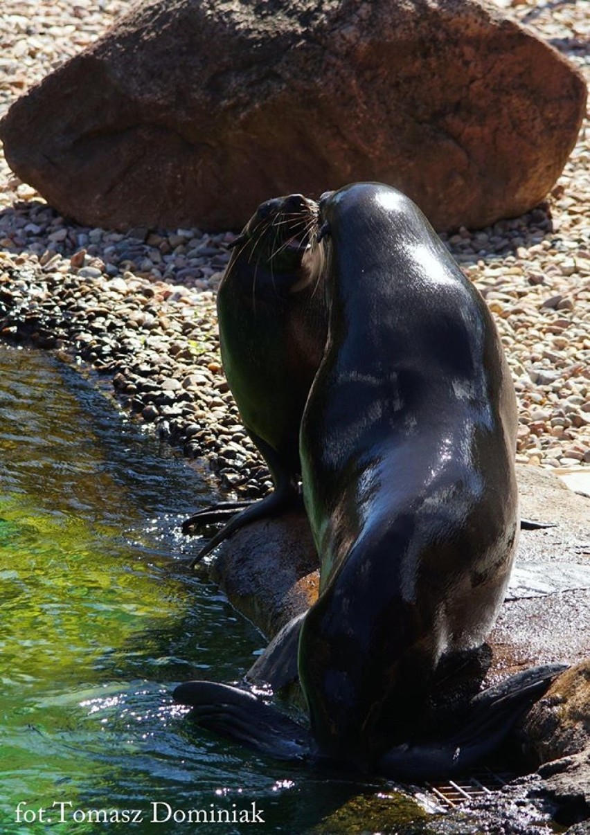 Zoo i afrykarium we Wrocławiu