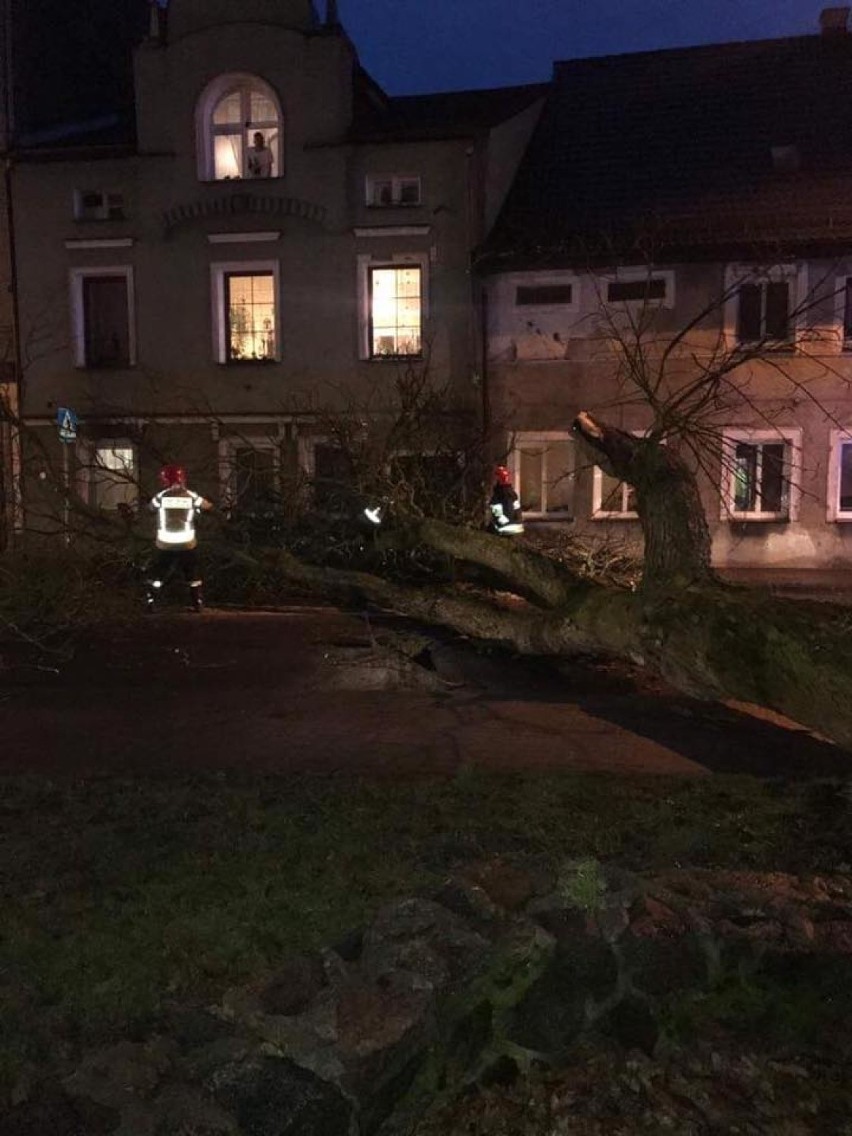 Ogromne drzewo runęło na ulicę Żeromskiego w Darłowie [ZDJĘCIA]