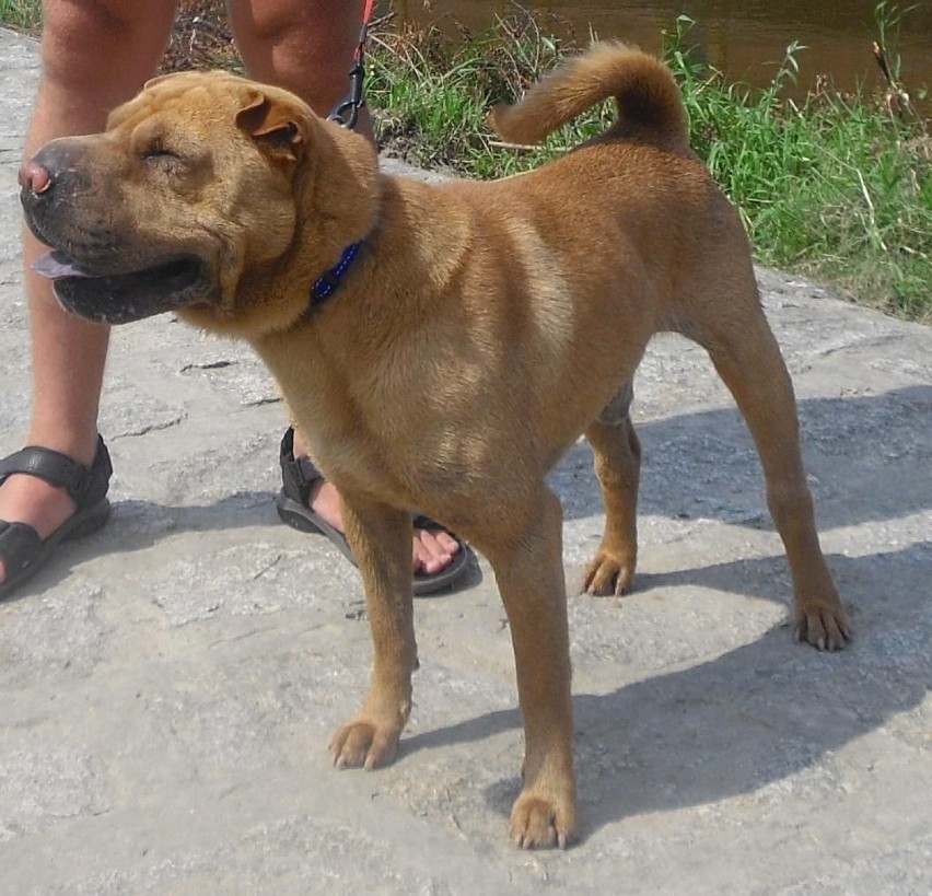 Shar-pei