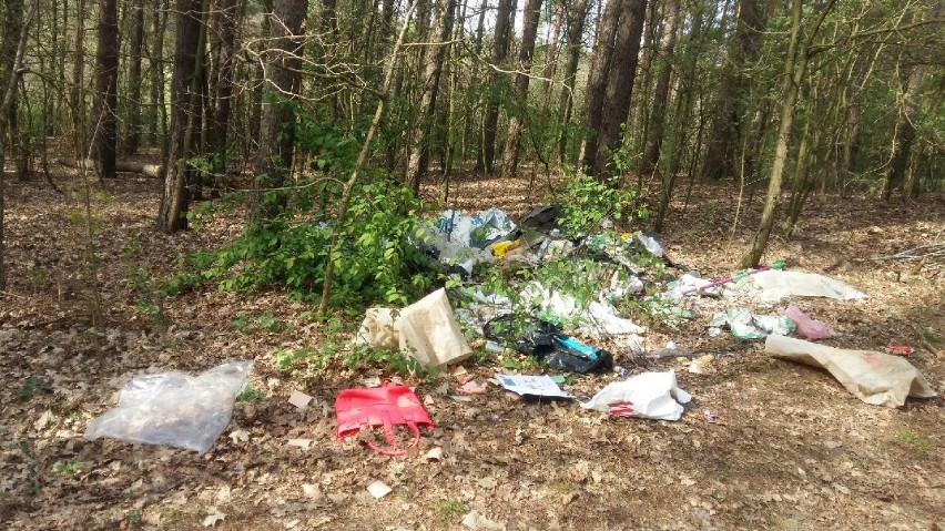 W lesie znaleziono podpisane podręczniki z Krojczyna i rachunki. Tak śmiecą ludzie