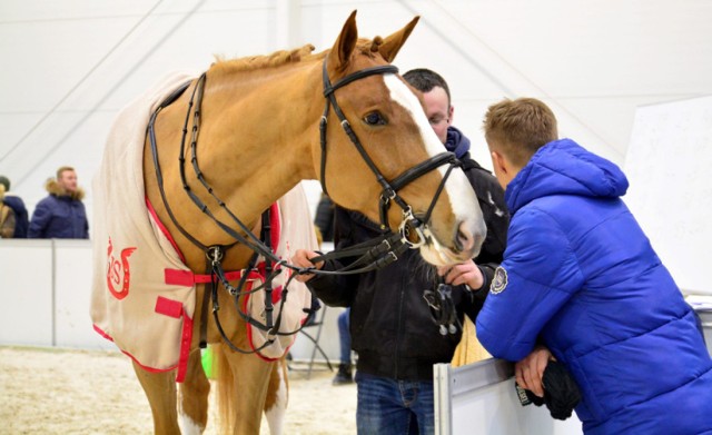 Cavaliada 2015 w Lublinie ruszyła

W czwartek w Lublinie rozpoczęła się tegoroczna edycja Cavaliady, jednej z największych imprez jeździeckich w Polsce.