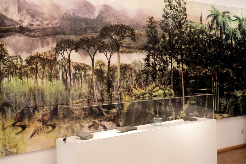Legnica: Wędrówka po Karbońskim Lesie, to nowa wystawa w Muzeum Miedzi
