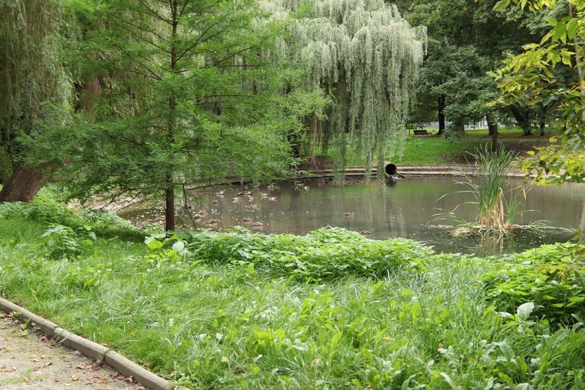 Park nad Strumykiem w Głogowie