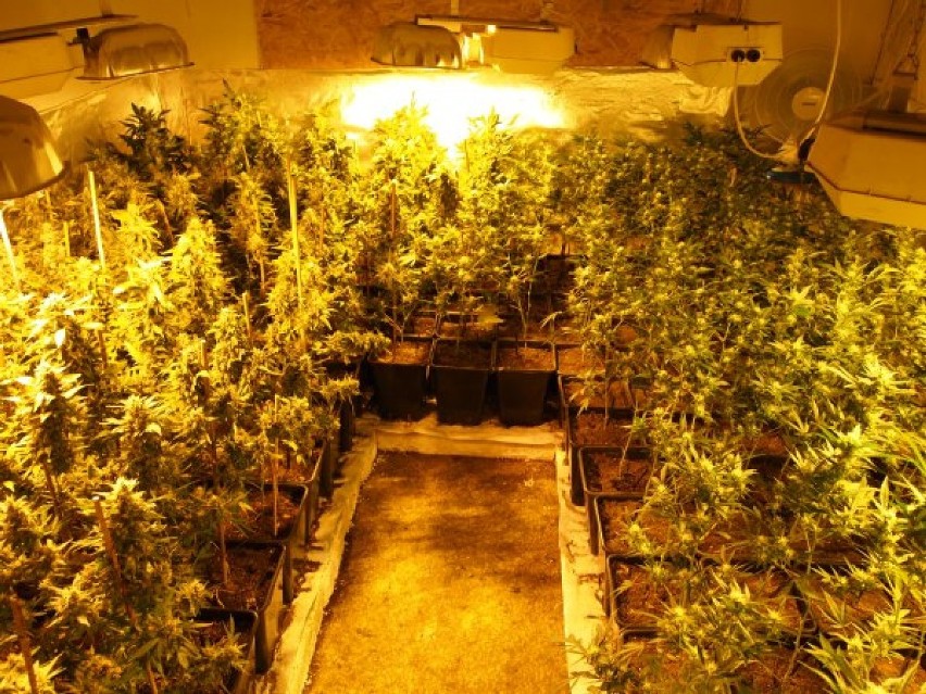 Plantacja marihuany w Budzyniewie