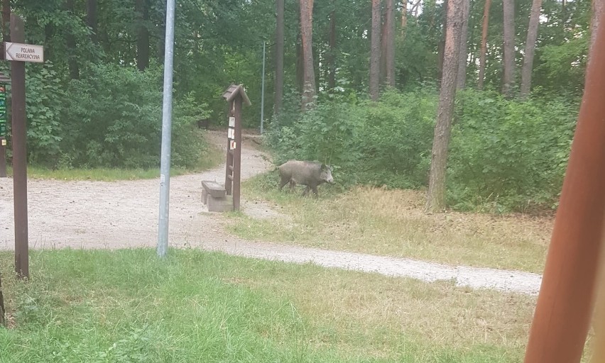 Zielona Góra, Lechitów. To właśnie tutaj jeden z naszych...