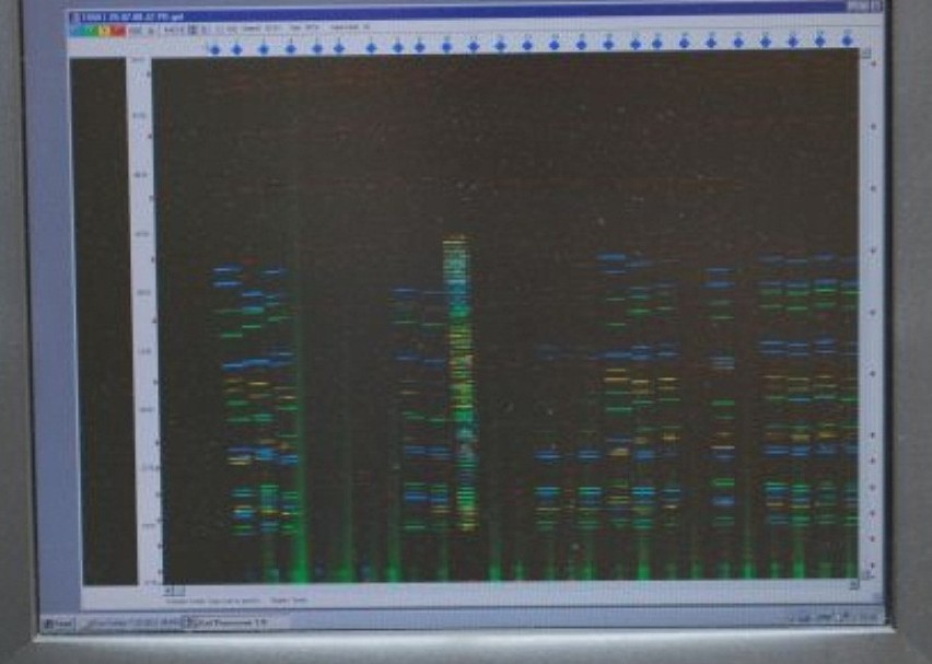 Profil DNA porównanie na ekranie komputera