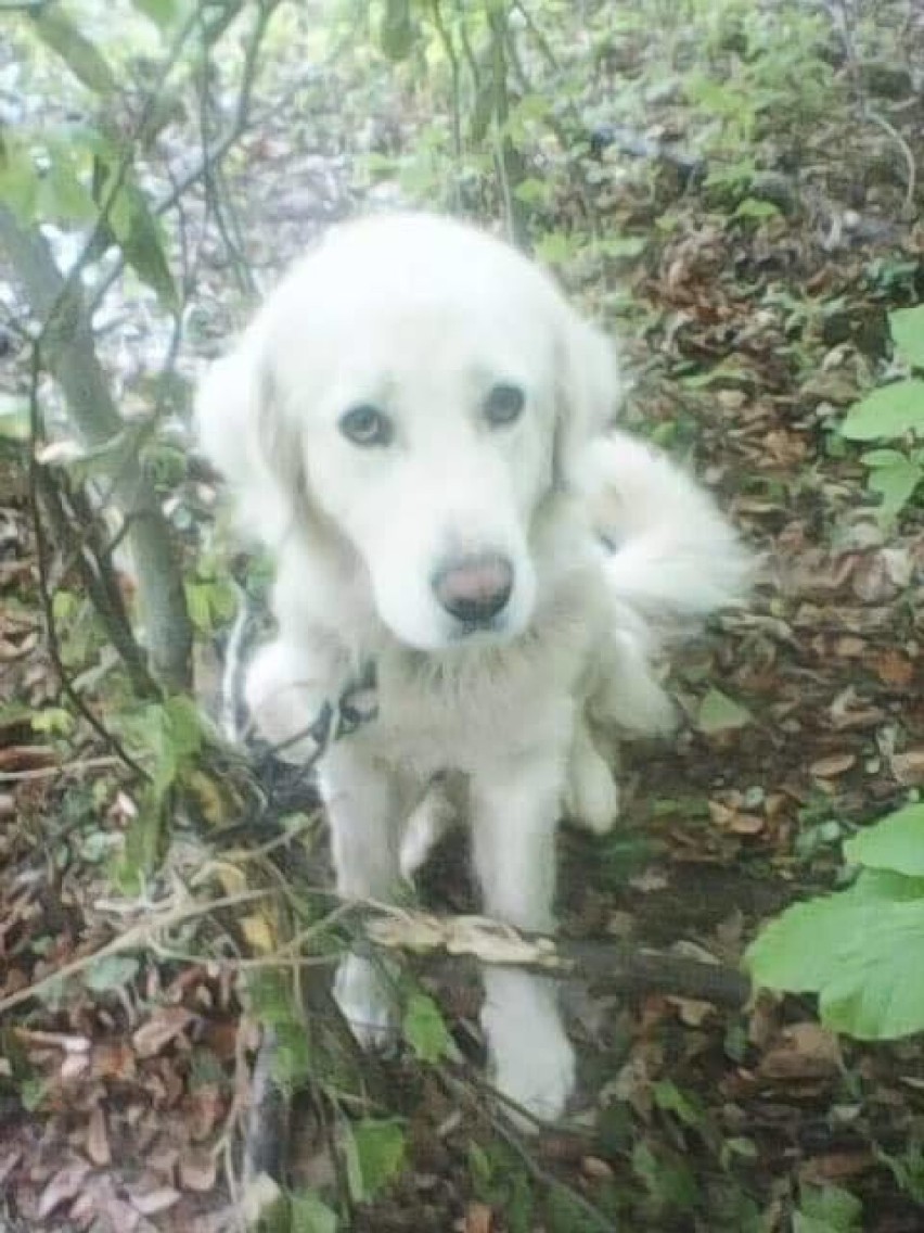 Tego psa kilka dni temu w lesie w okolicy Czerwieńczyc...