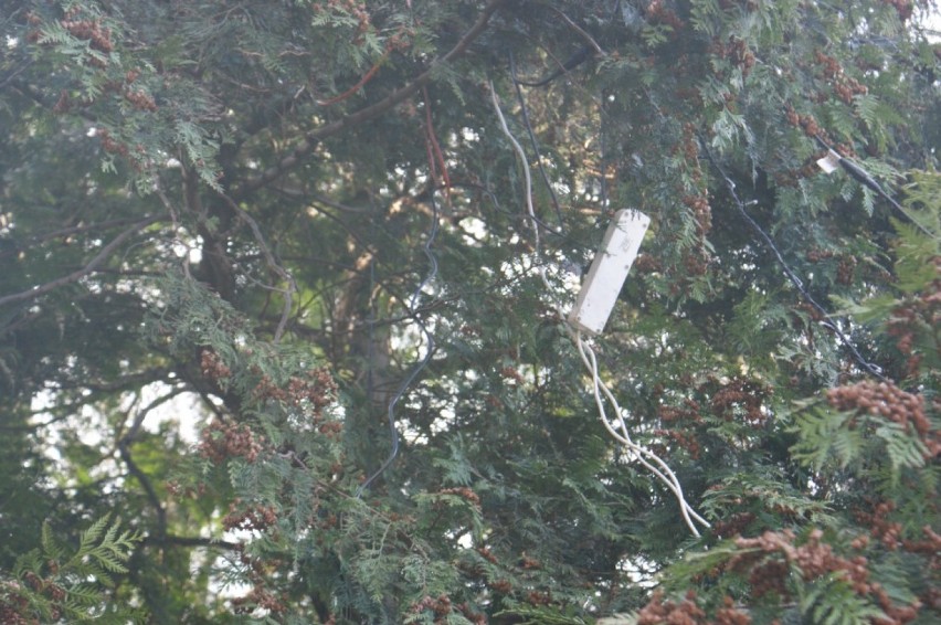 Niezabezpieczone kable na drzewie przed Kościołem.