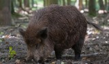 Zarażone dziki w Lubuskiem. Romuald Ajchler: Wirus ASF w Wielkopolsce to byłby najgorszy możliwy scenariusz