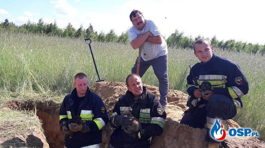 Szczeniaki zakopane żywcem uratowali strażacy z OSP Polik