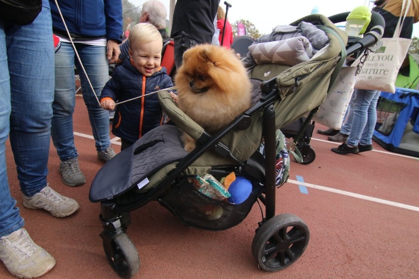 Wystawa szpiców i psów ras pierwotnych na Stadionie Olimpijskim [MNÓSTWO ZDJĘĆ]