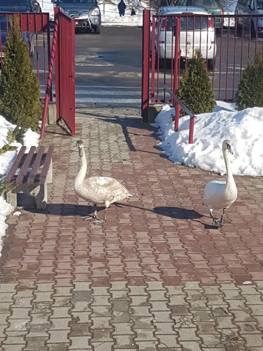 Trzy łabędzie odwiedziły teren krytej pływalni POSiR w...