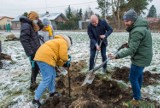 Zasadzono kolejne drzewa w ramach akcji “Zapuść korzenie w Płocku”. Mieszkańcy mogą zgłaszać kolejne lokalizacje