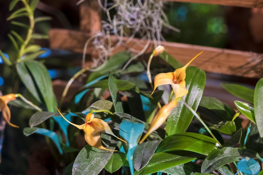 Wystawa storczyków "Orchodea 2020". Piękne rośliny w BUW-ie