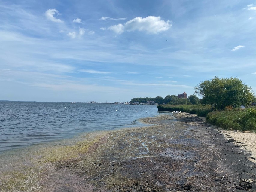 Brudna i dzika plaża w Pucku - ul. Szystowskiego