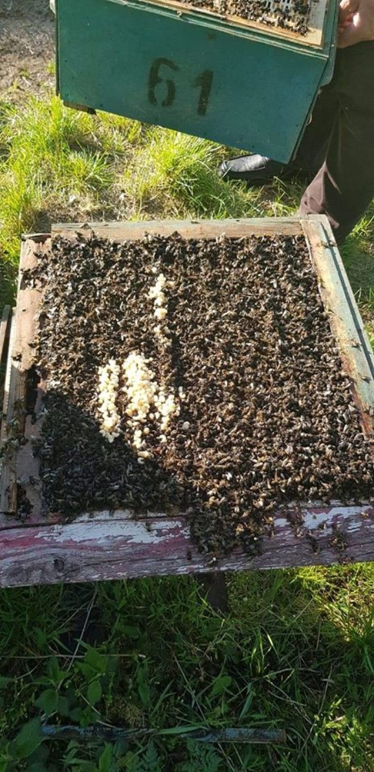 Gmina Kiszkowo: nieznany sprawca wytruł około 600 tysięcy pszczół