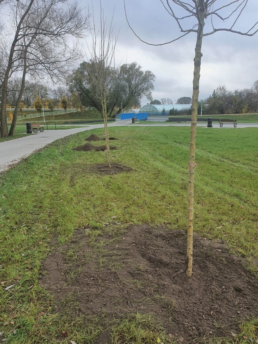 Na bulwarach w Suwałkach zostanie zasadzonych 255 drzew. Pierwszych dziesięć posadzili prezydenci miasta [Zdjęcia] 