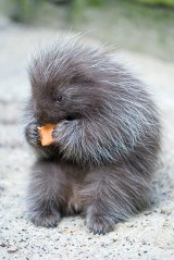 Puchate piękności w krakowskim zoo. Młode zwierzęta pokazują się na wybiegach [ZDJĘCIA]