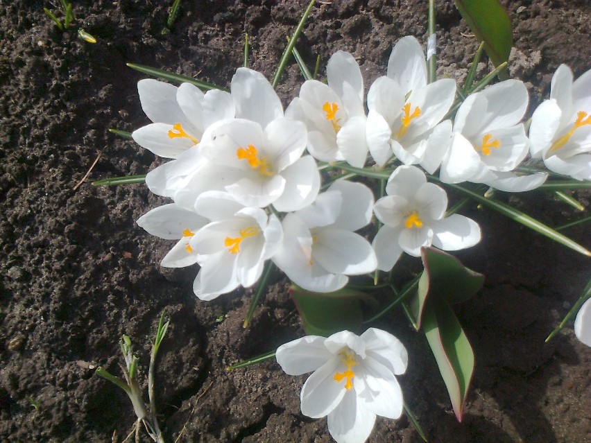Wiosna w Sławnie. Zobacz zdjęcia wiosny w ogrodzie i przyślij swoje!