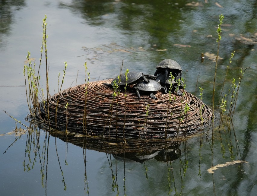 Arboretum w Bolestraszycach koło Przemyśla to wyodrębniony...