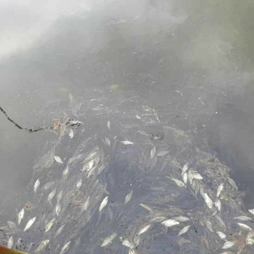 Śnięte ryby znów w kanale Gliwickim! Powiatowy Inspektorat Weterynarii bada sprawę 