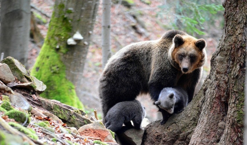 Niedźwiedzie spotykane są nie tylko w Bieszczadach i...